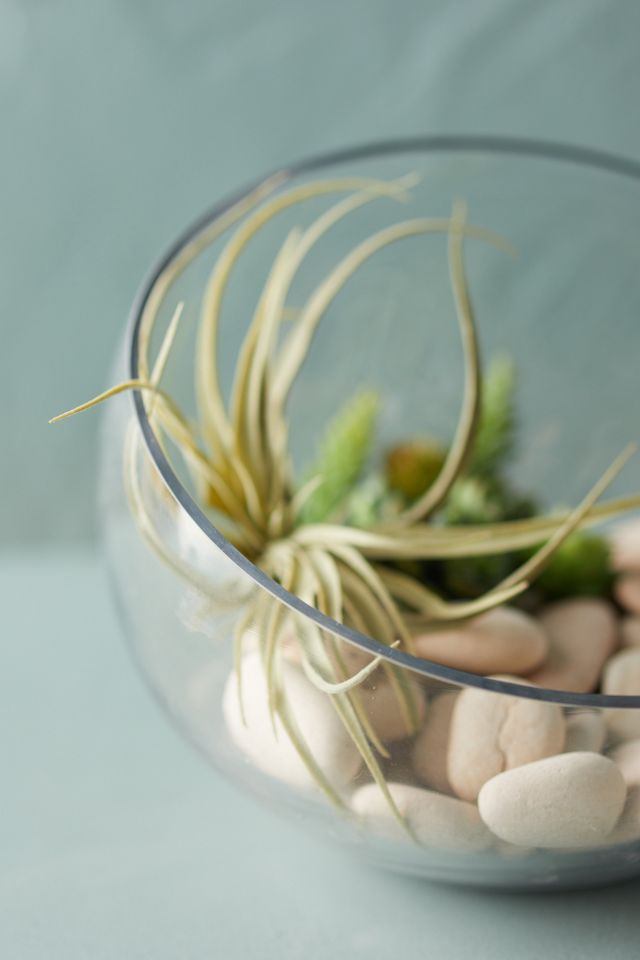 Angled Circular Terrarium, Medium #3