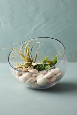 Angled Circular Terrarium, Medium