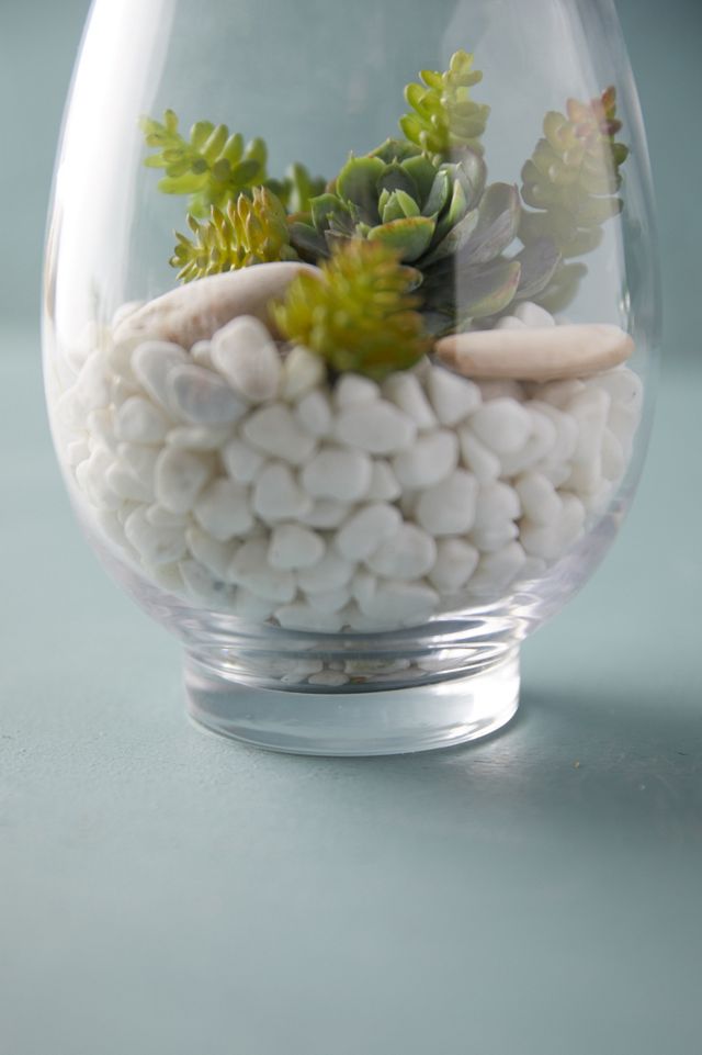 Rounded Vase Terrarium #3