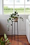 Tall Iron Plant Stand #3