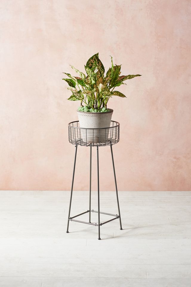 Wire Basket Plant Stand #1