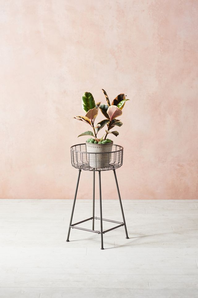 Wire Basket Plant Stand #3
