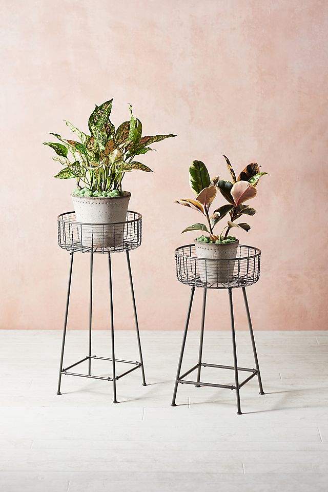 anthropologie.com | Wire Basket Plant Stand