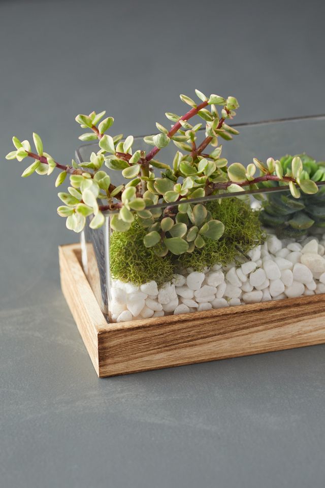 Wood Base Terrarium #2