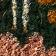 GREEN MOTIF