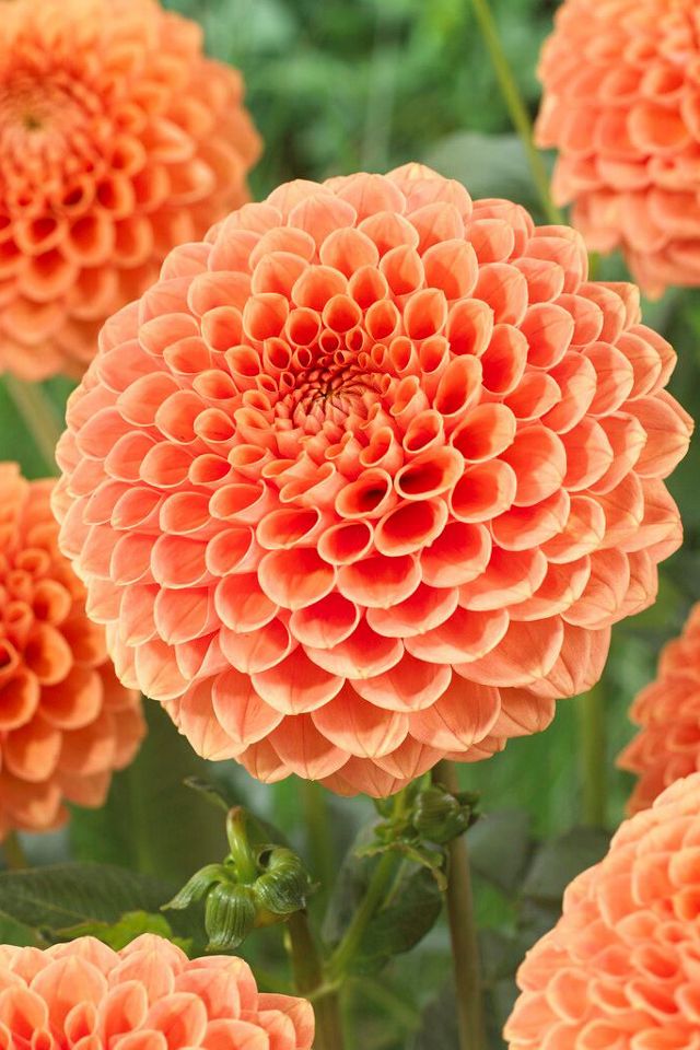 Dahlia 'Jowey Nickey' Bulbs | Terrain