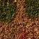NEUTRAL MOTIF