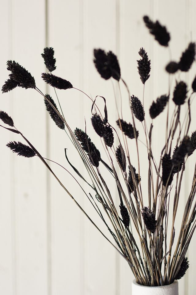 Preserved Phalaris Bunch #1