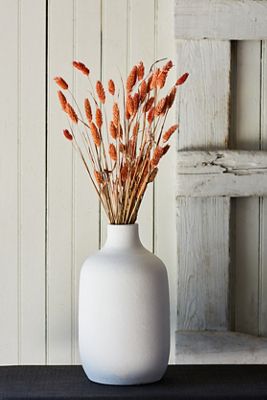 Preserved Phalaris Bunch