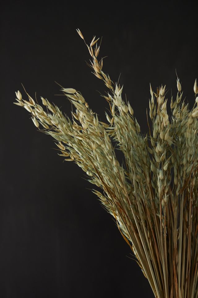 Preserved Avena Bunch #1