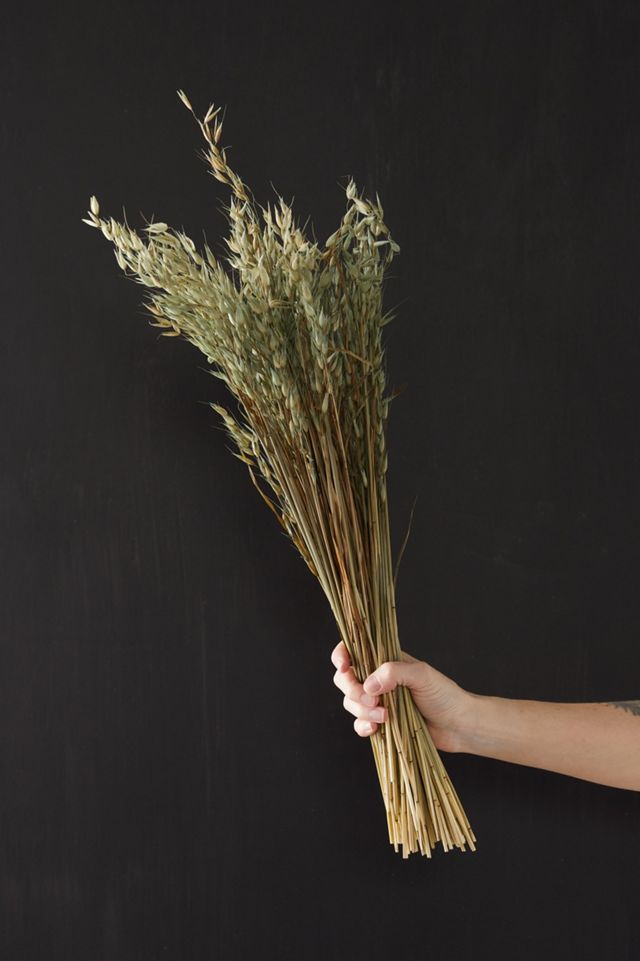 Preserved Avena Bunch #2