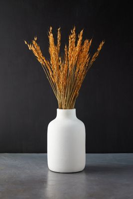 Preserved Avena Bunch