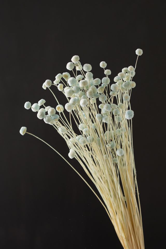 Preserved Floral Buttons #1