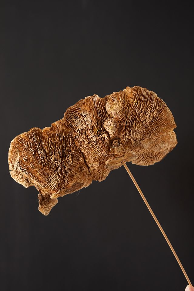 Preserved Mushroom Stems, Set of 3 #4