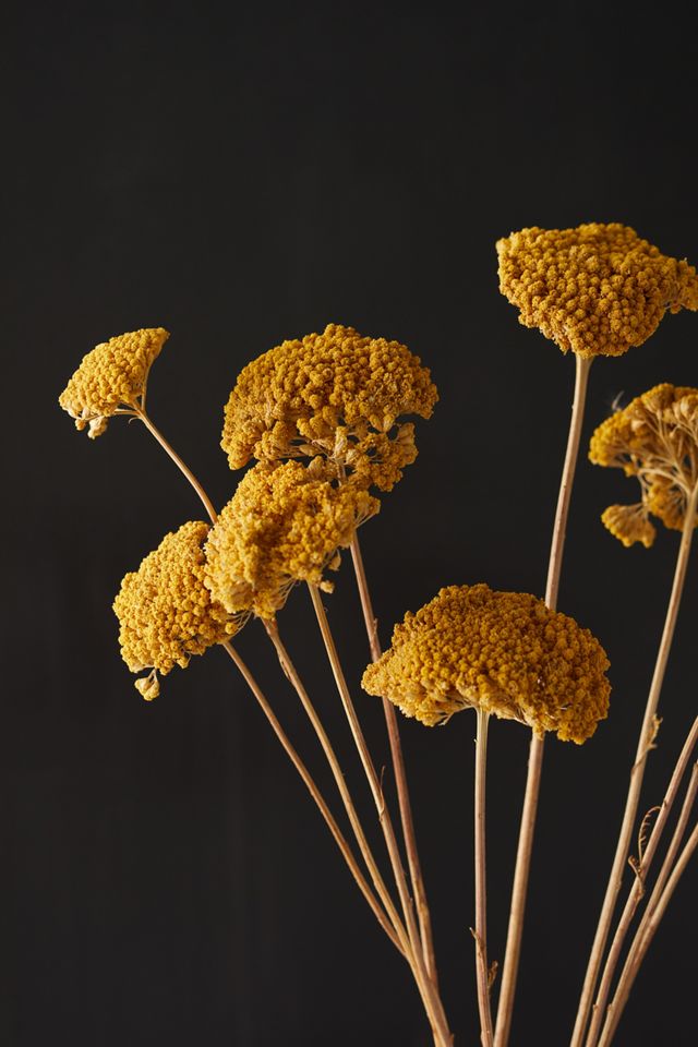 Dried Yarrow Bunch #1