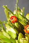 Fresh Orange Ranunculus Bunch #3