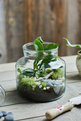 Recycled Glass Jar Terrarium | AnthroLiving
