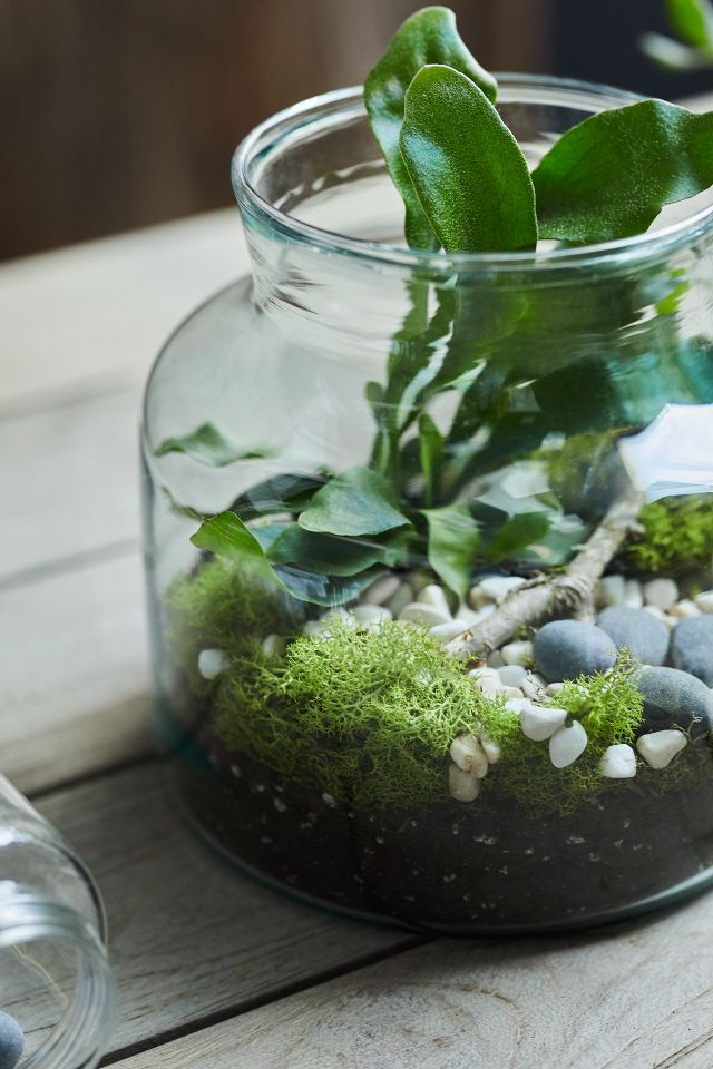 Recycled Glass Jar Terrarium