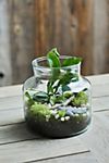 Recycled Glass Jar Terrarium #5