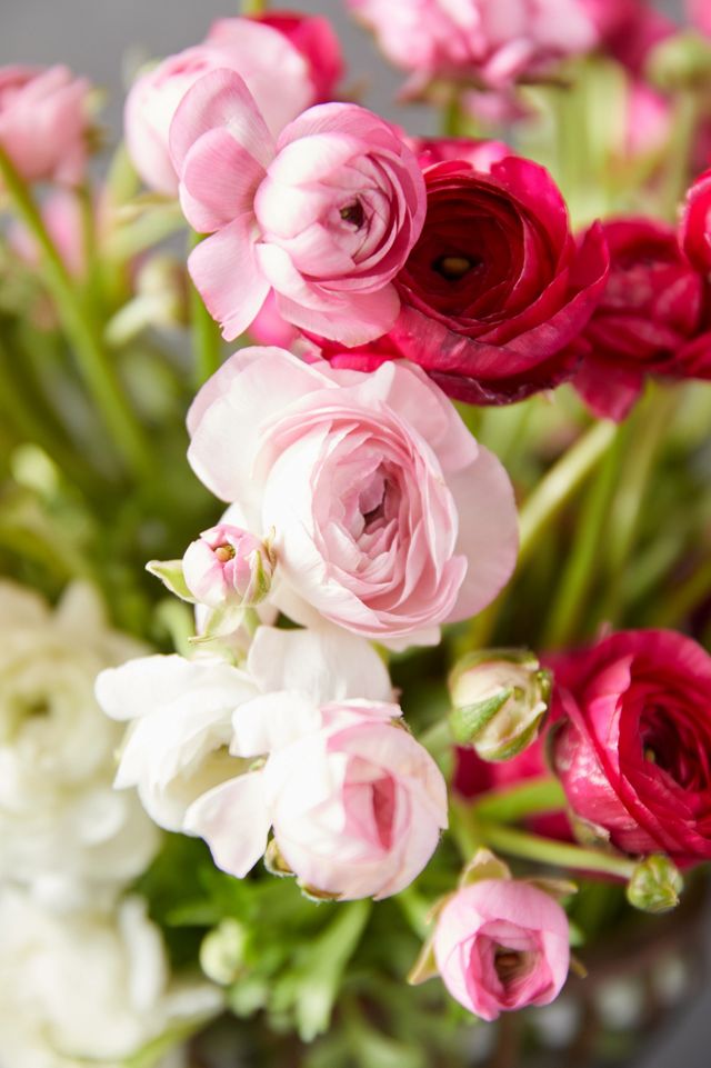 Fresh White + Pink Ranunculus Bunch #2