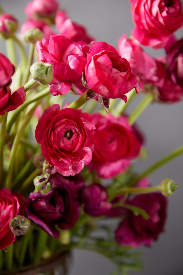 Fresh White + Pink Ranunculus Bunch #3