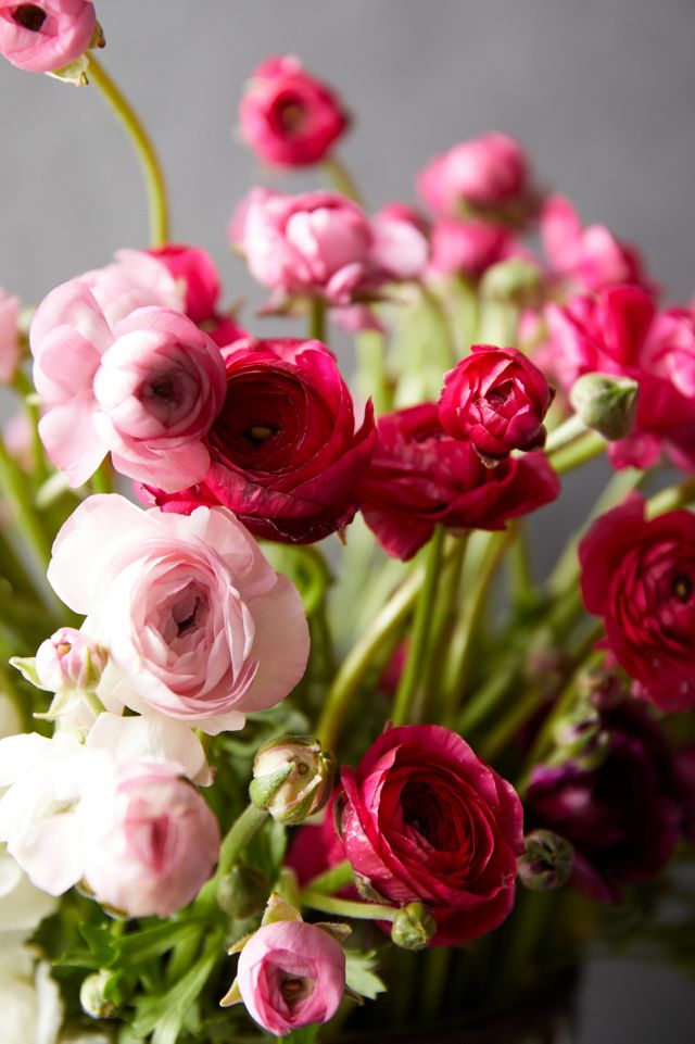 Fresh White + Pink Ranunculus Bunch #4