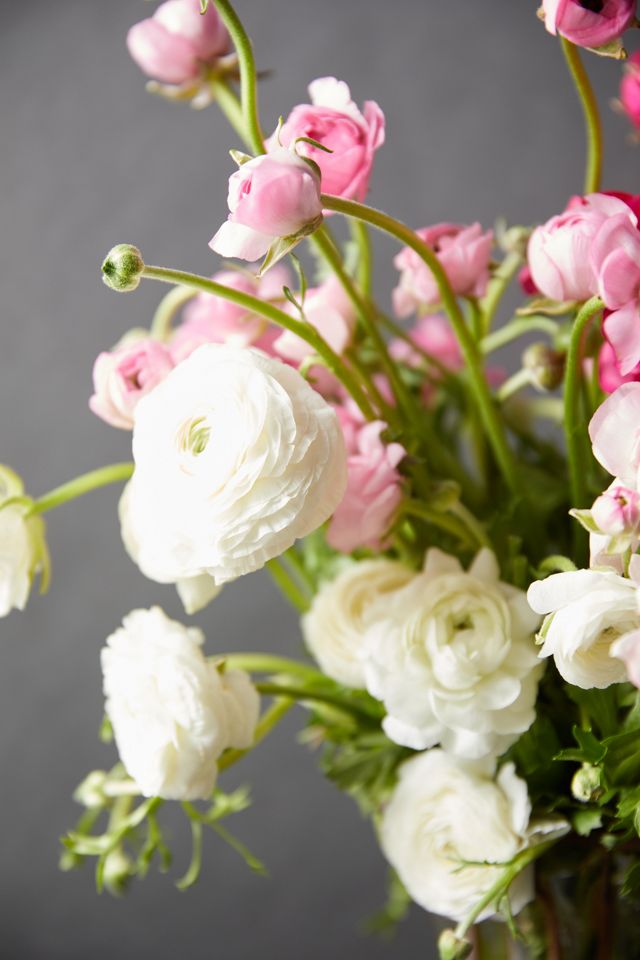 Fresh White + Pink Ranunculus Bunch #5