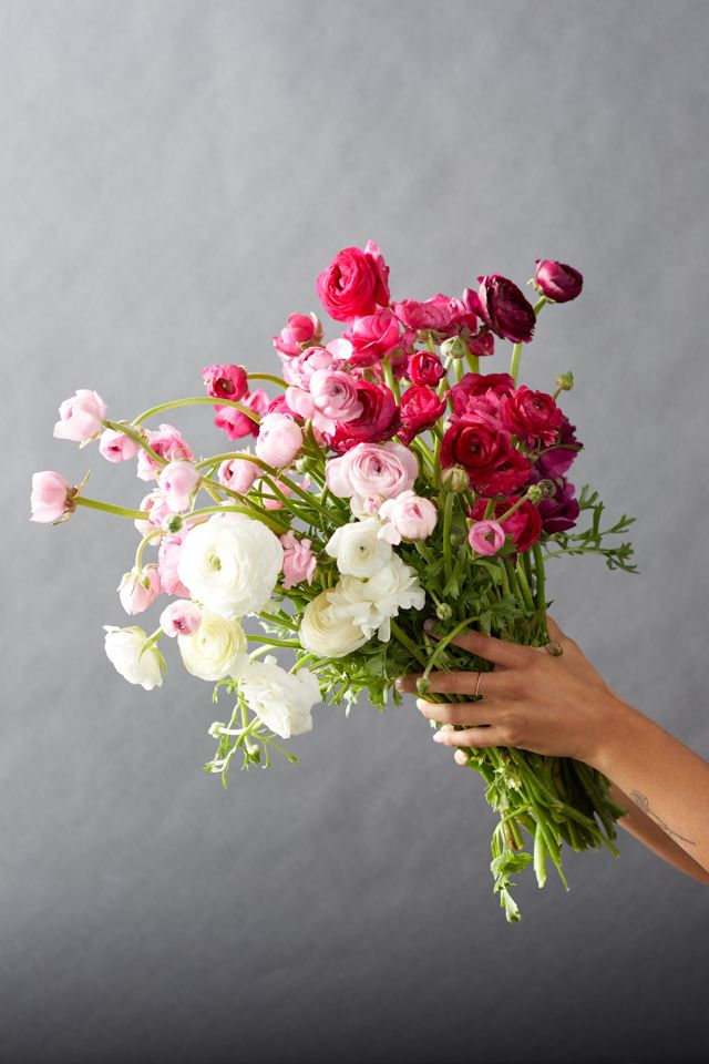 Fresh White + Pink Ranunculus Bunch #1