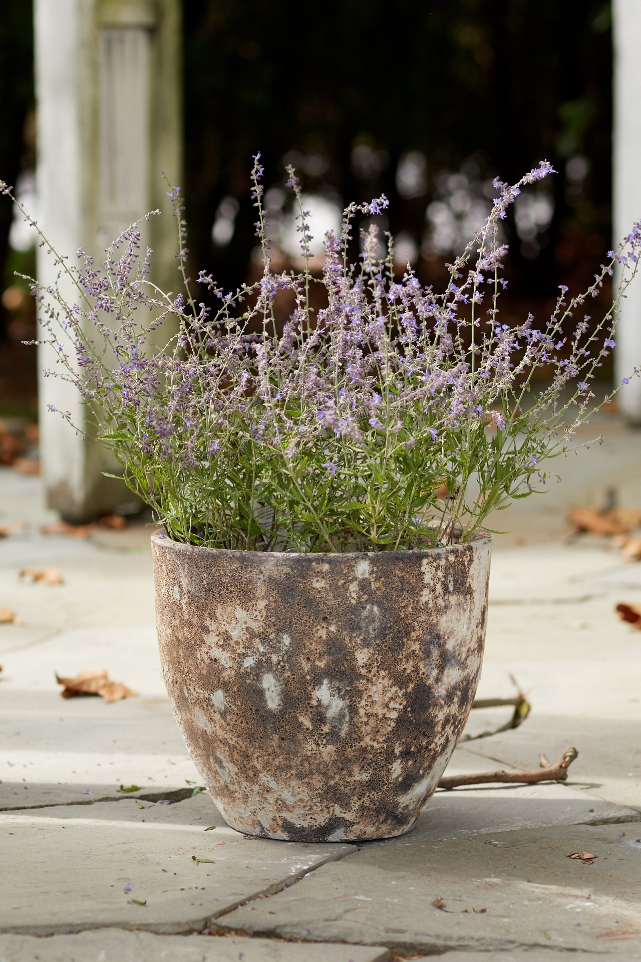 Barnacle Rounded Egg Planter