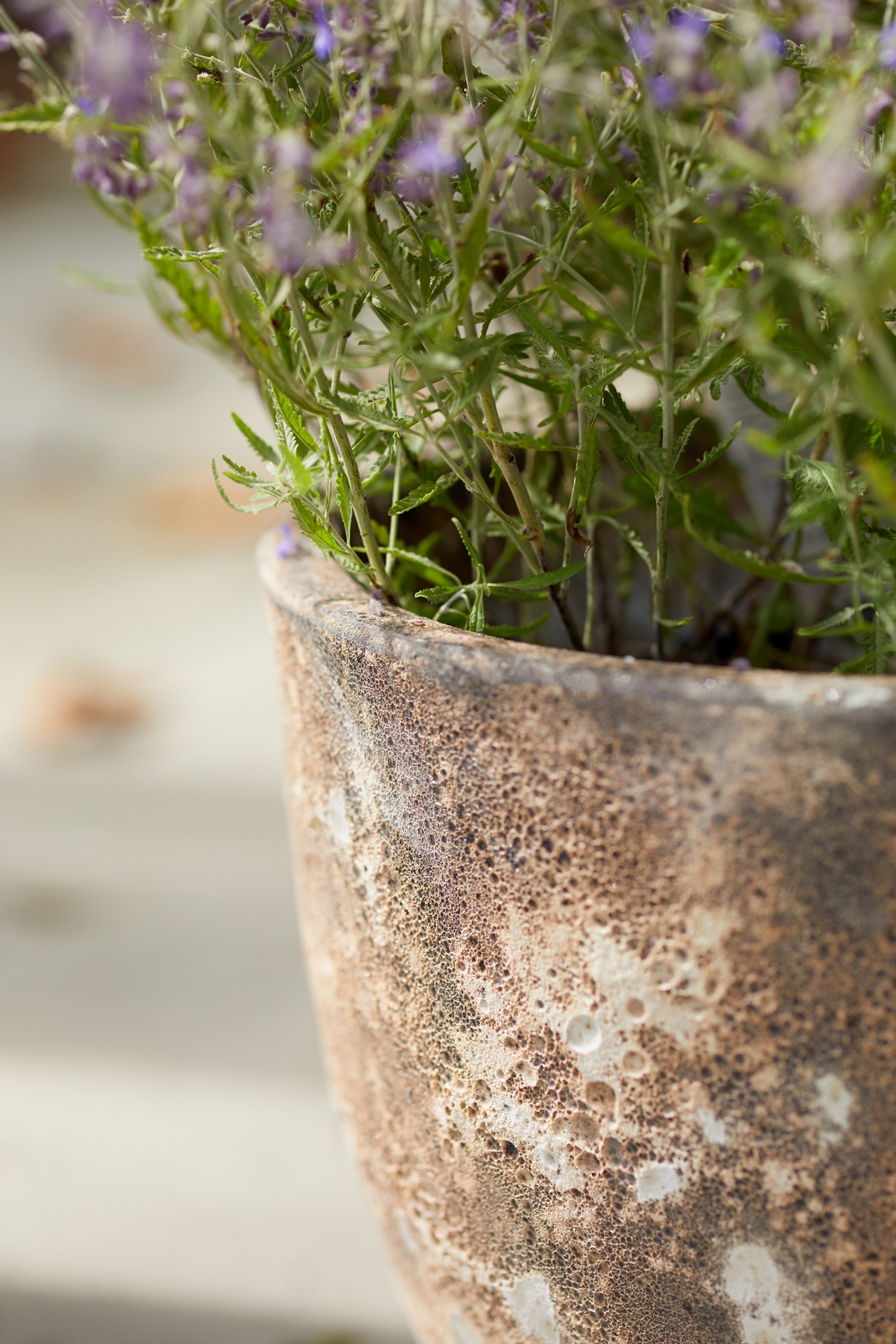 Barnacle Rounded Egg Planter