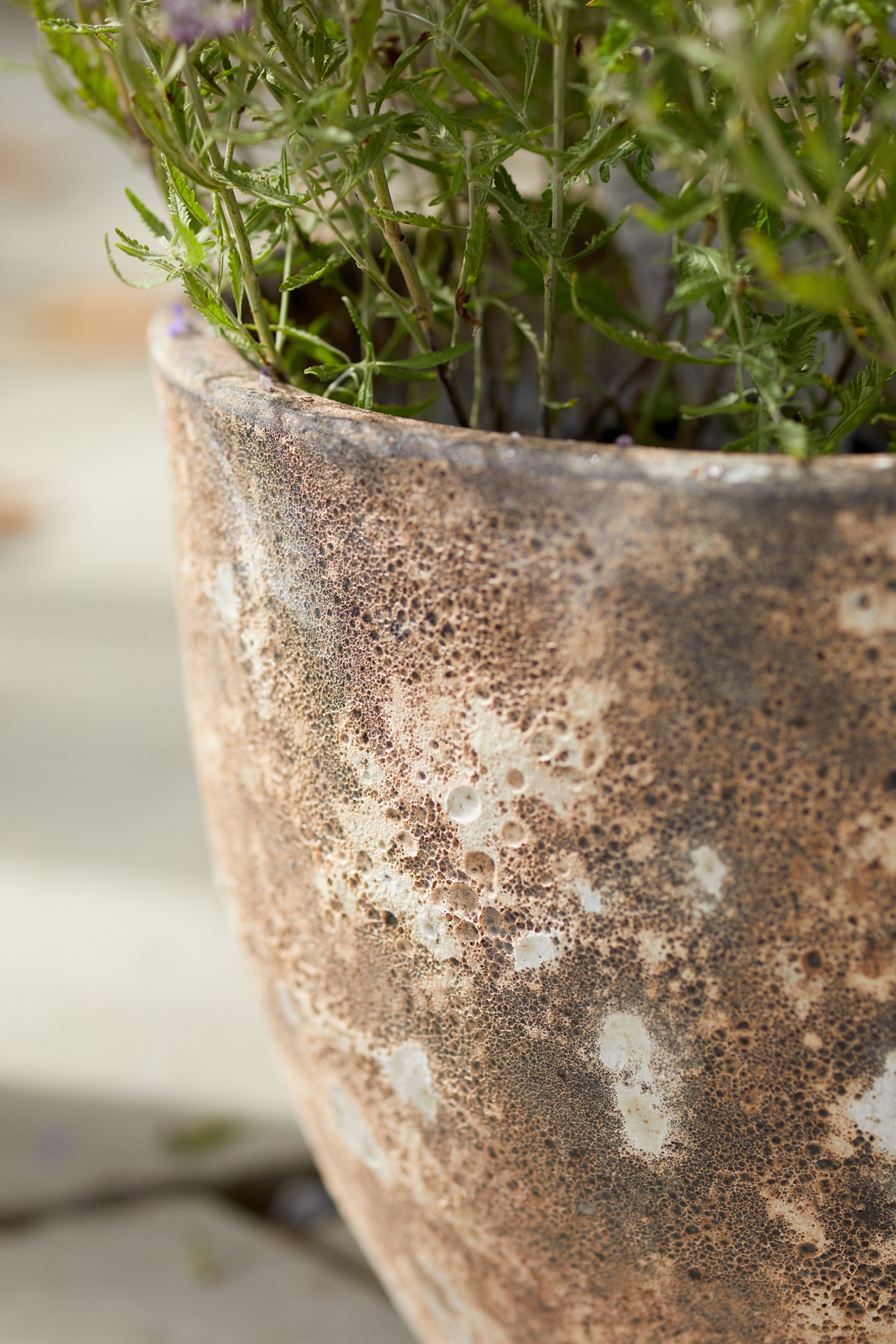 Barnacle Rounded Egg Planter