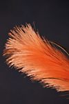 Faux Varia Feather Spray #1