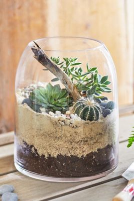 Domed Terrarium