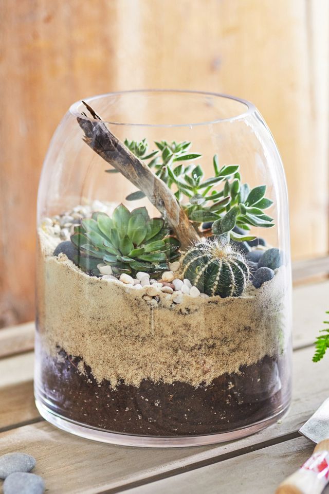 Large Glass Domed Terrarium with Cork Lid, Terrarium Kit with Plants – The  Art of Succulents