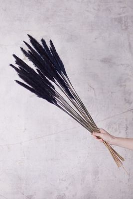 Preserved Fluffly Pampas Grass Bunch