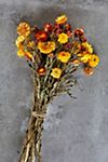 Preserved Helichrysum Mix #1