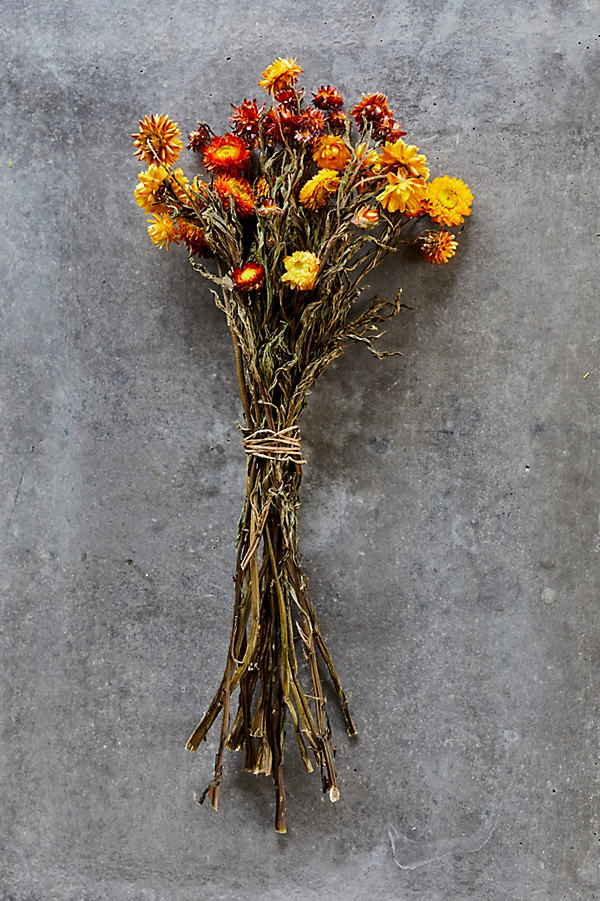 Terrain Preserved Helichrysum Mix In Orange