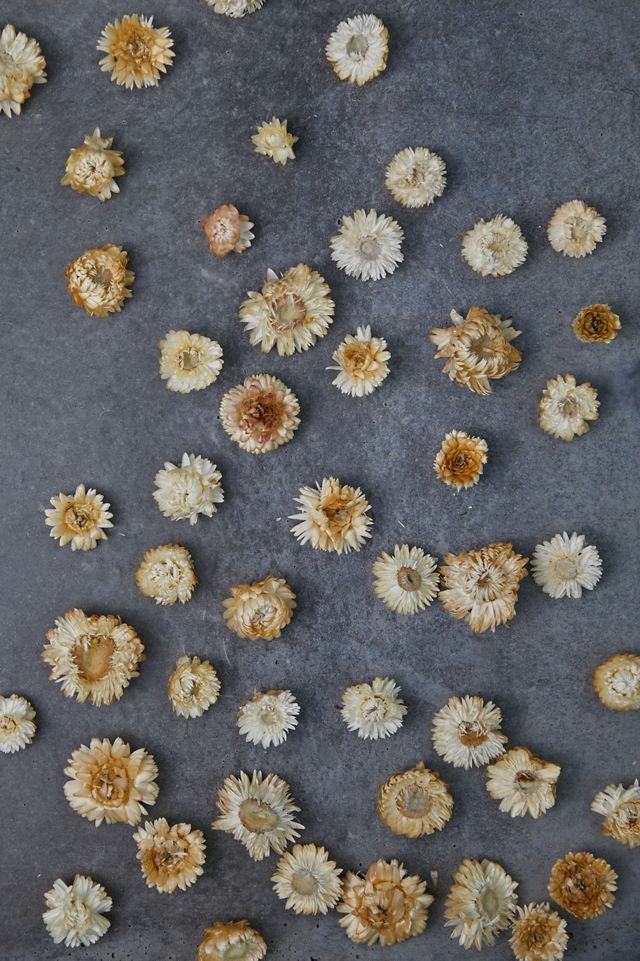 Preserved Strawflower Scatter #2