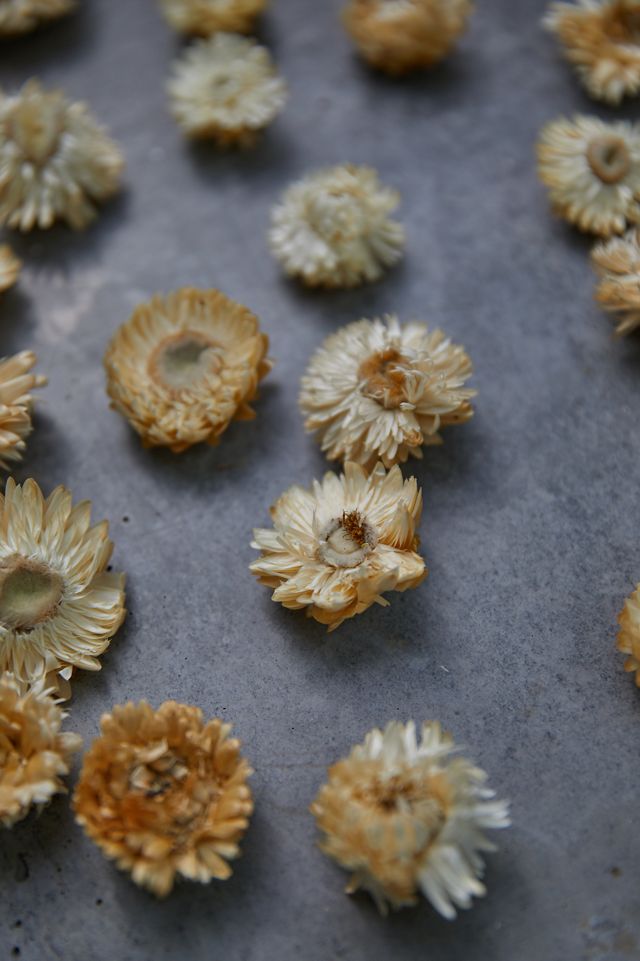 Preserved Strawflower Scatter #3