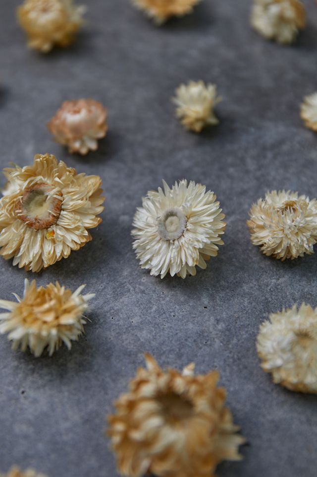 Preserved Strawflower Scatter #4