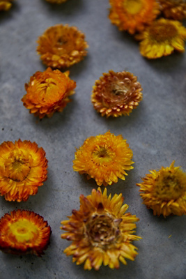 Terrain Preserved Strawflower Scatter