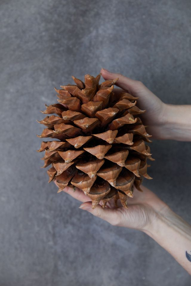 Dried Coulter Pine Cone #1