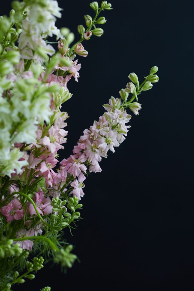 Fresh Larkspur Bunch #3