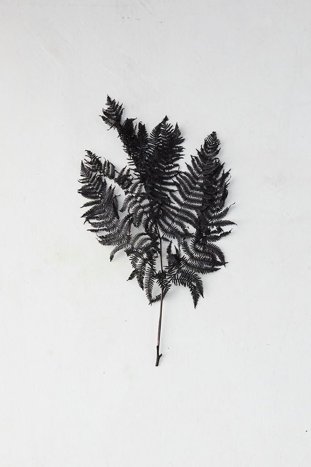 Preserved Bracken Fern Bunch #1