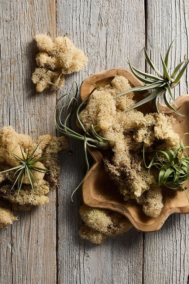 Preserved Reindeer Moss #1