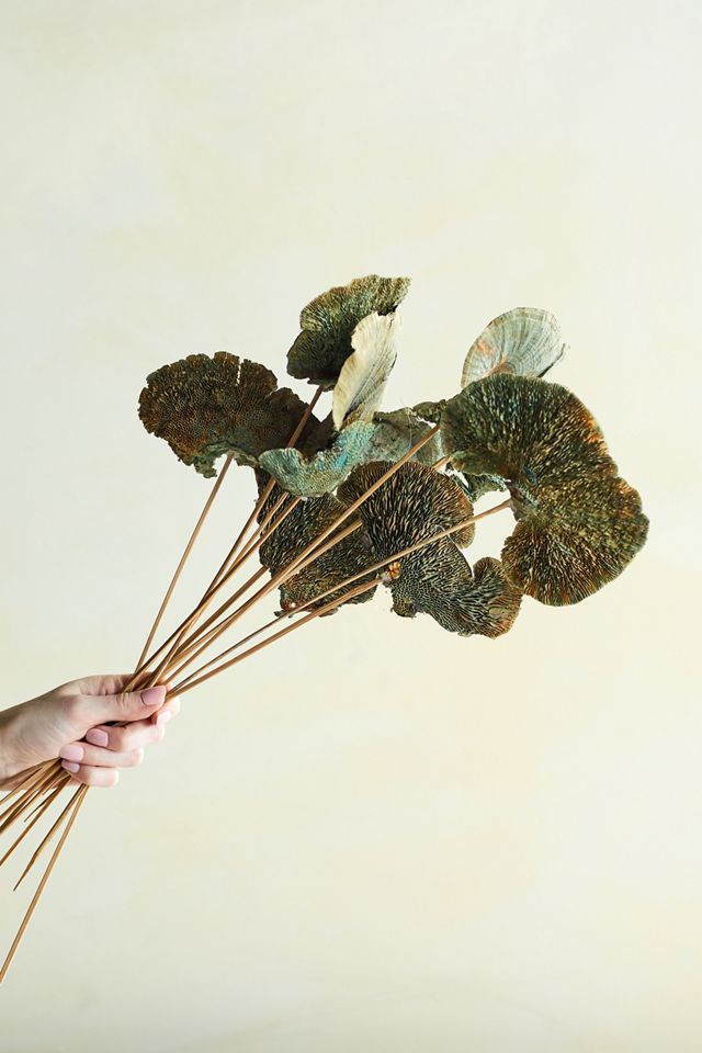 Preserved Sponge Mushroom Stem Bunch #2