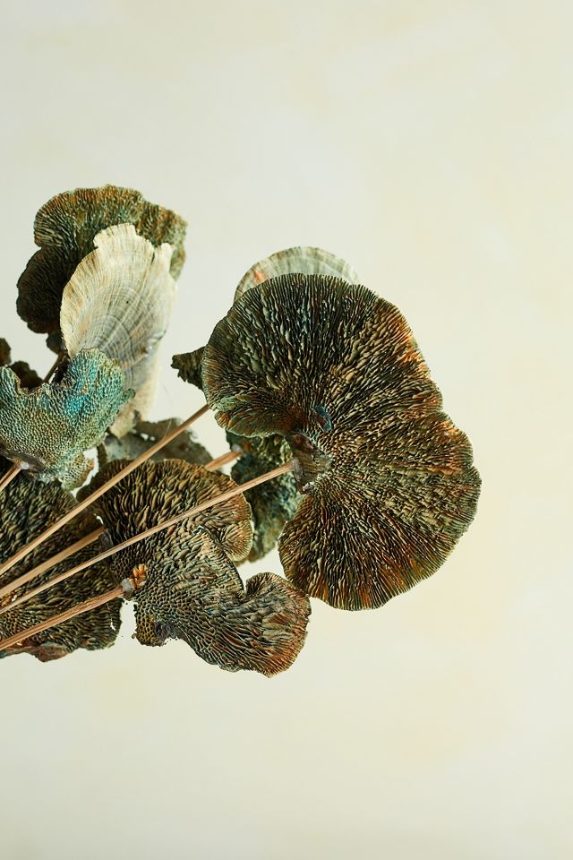 Preserved Sponge Mushroom Stem Bunch #3