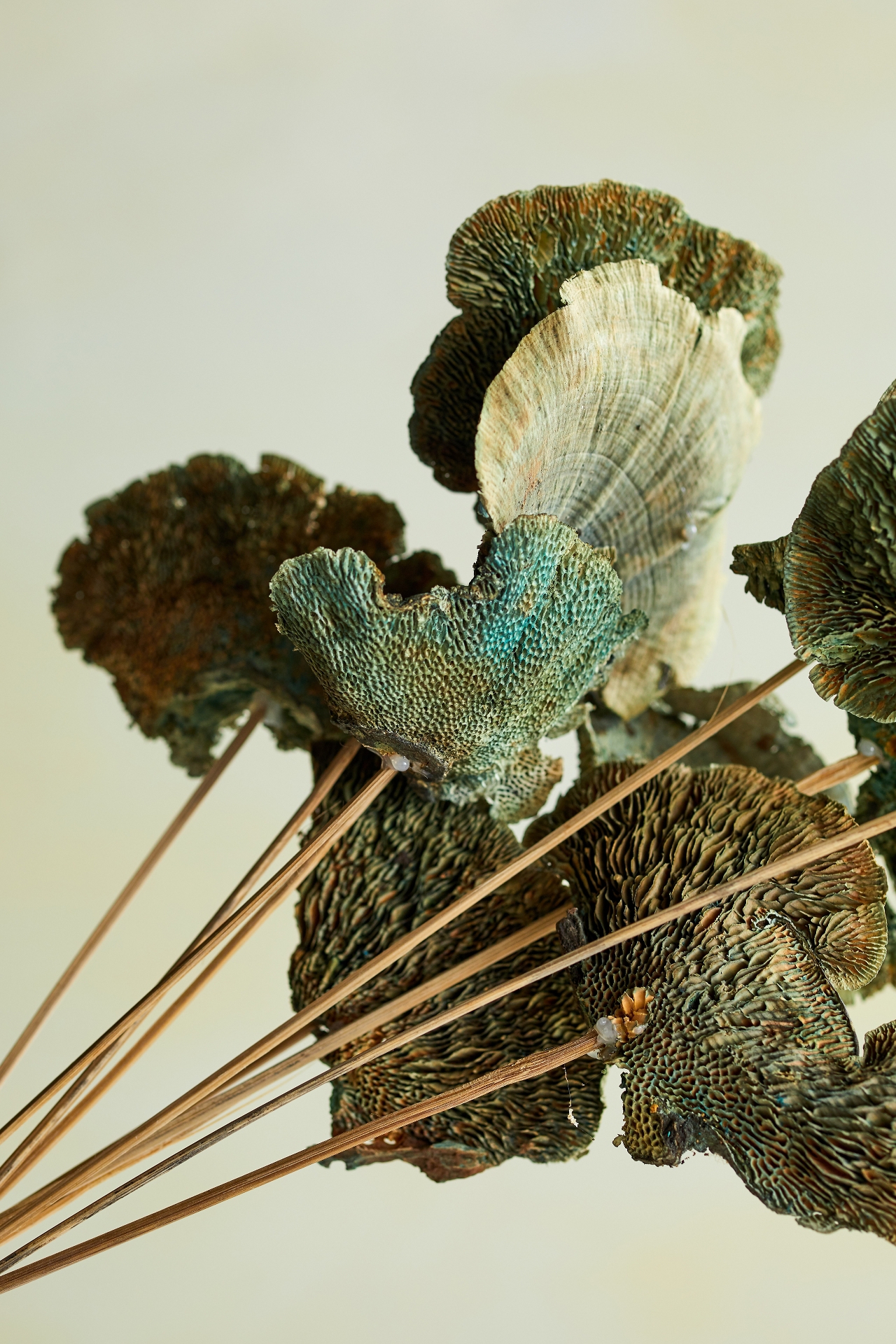 Preserved Sponge Mushroom Stem Bunch