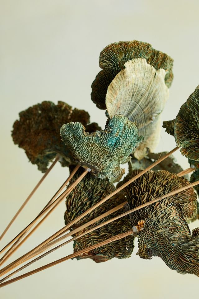 Preserved Sponge Mushroom Stem Bunch #4