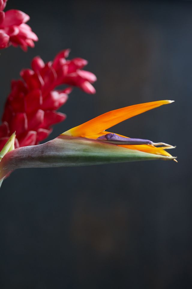 Fresh Ginger + Bird of Paradise Bouquet #2